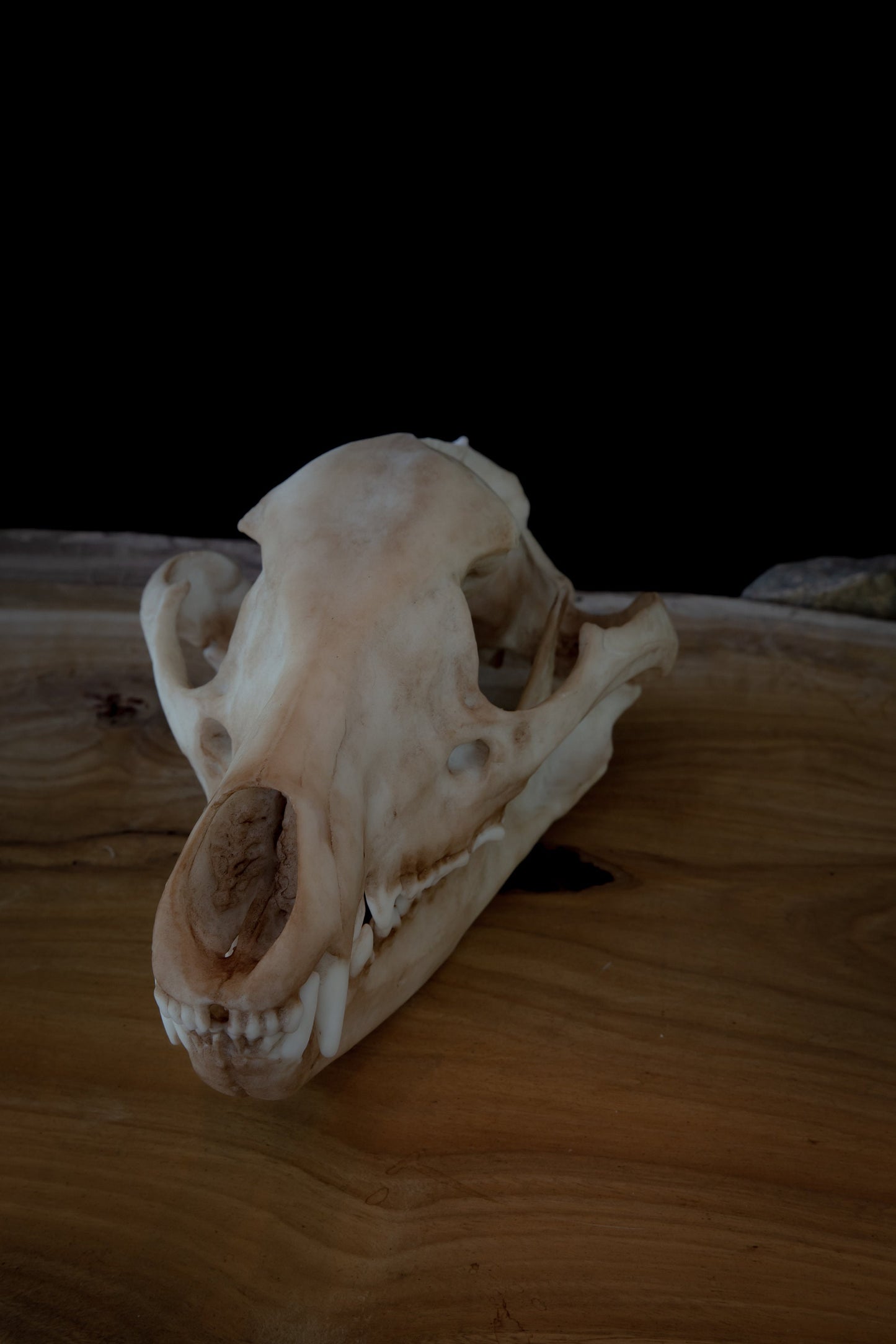 Tasmanian Tiger (thylacine) Skull-Replica - High Quality - FREE delivery world wide!