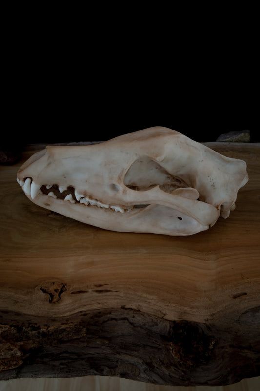 Tasmanian Tiger (thylacine) Skull-Replica - High Quality - FREE delivery world wide!