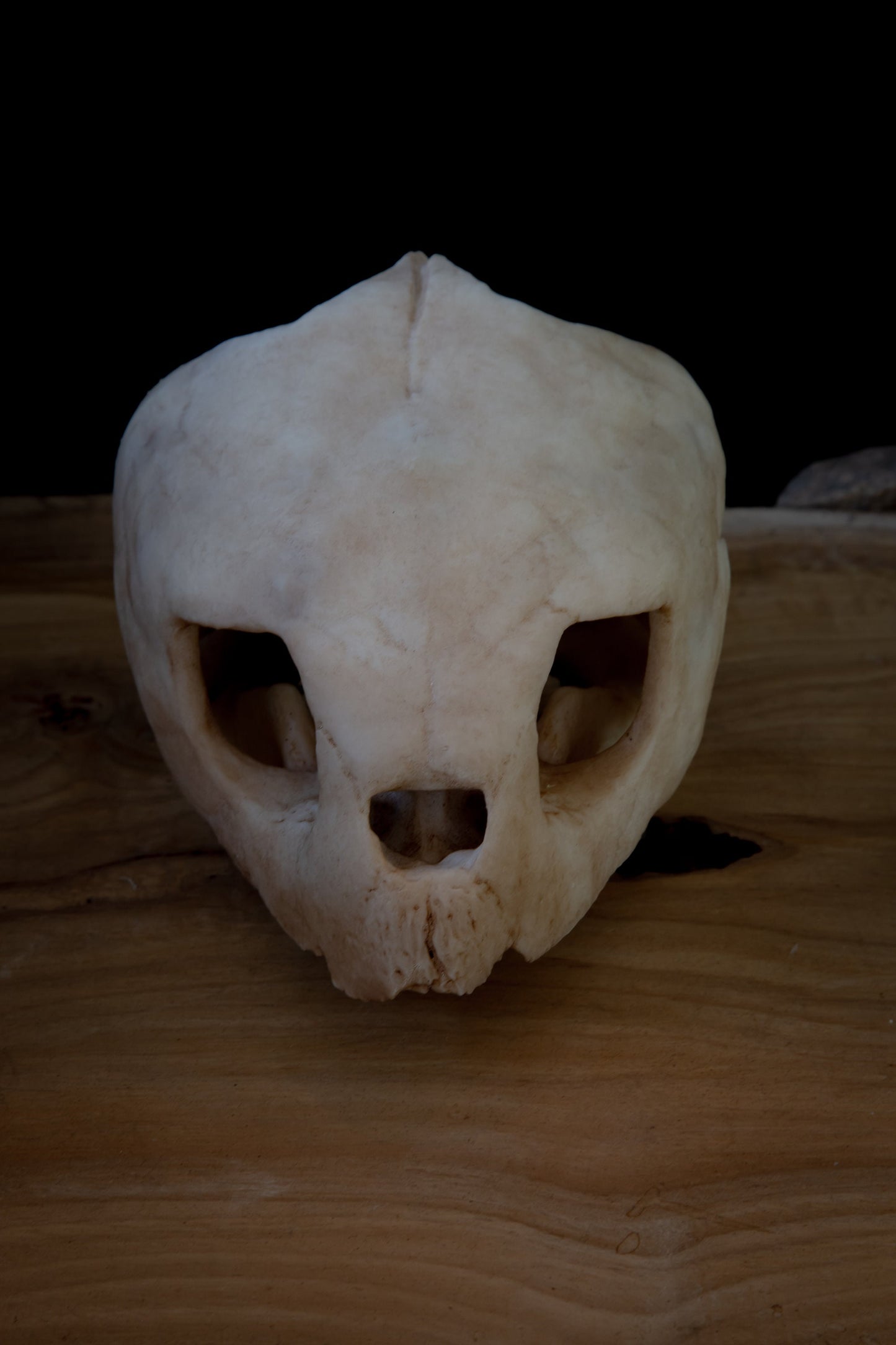 Turtle skull - loggerhead sea turtle  -Replica - High Quality Piece - FREE world wide shipping!