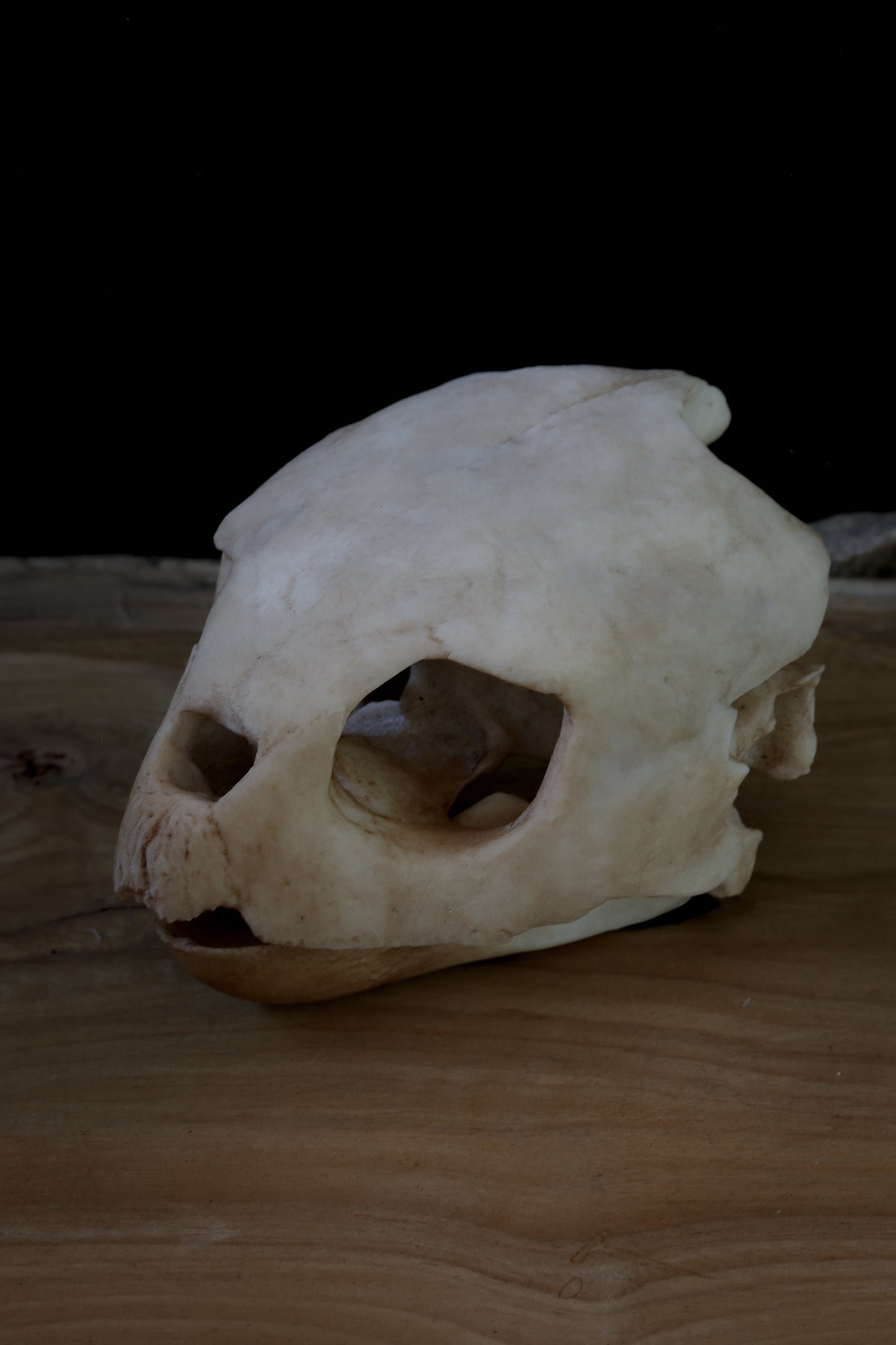 Turtle skull - loggerhead sea turtle  -Replica - High Quality Piece - FREE world wide shipping!