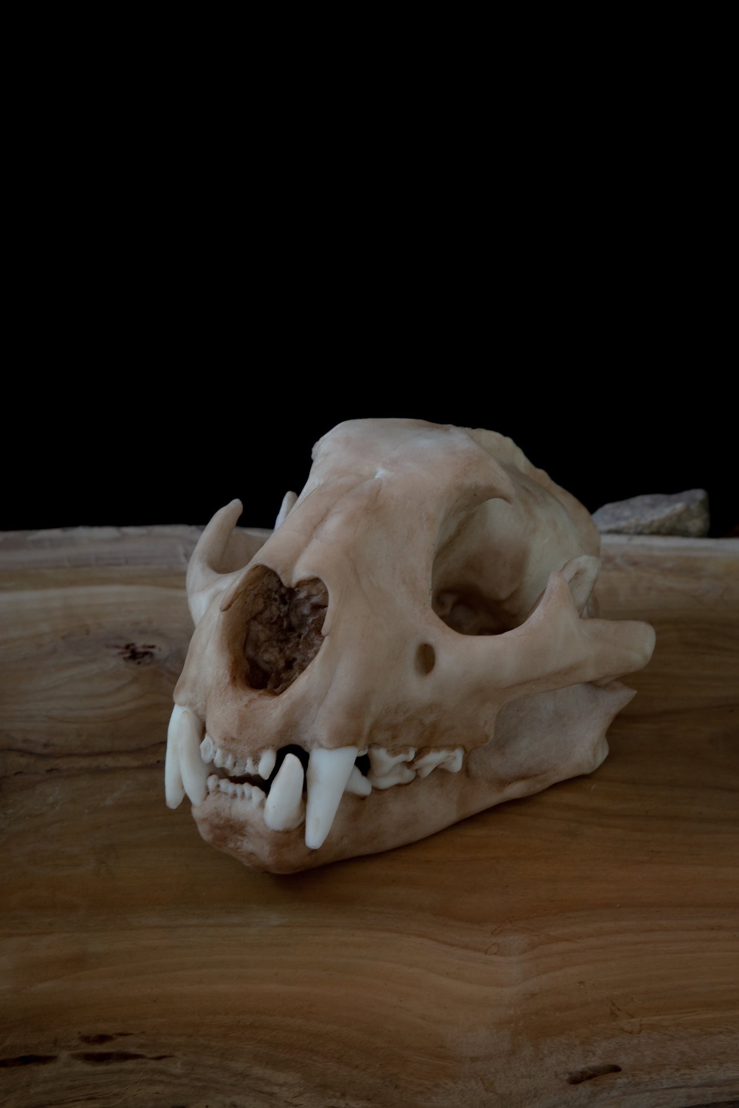 Cougar Skull Replica – Life-Sized Display Piece
