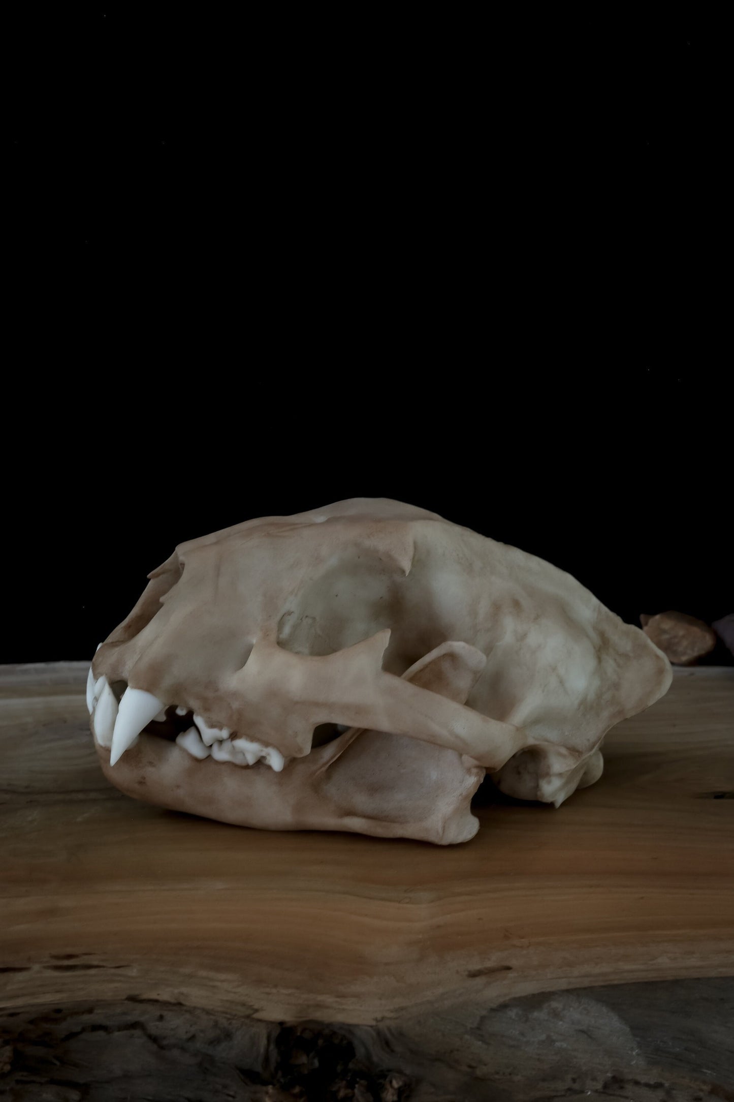 Cougar Skull Replica – Life-Sized Display Piece