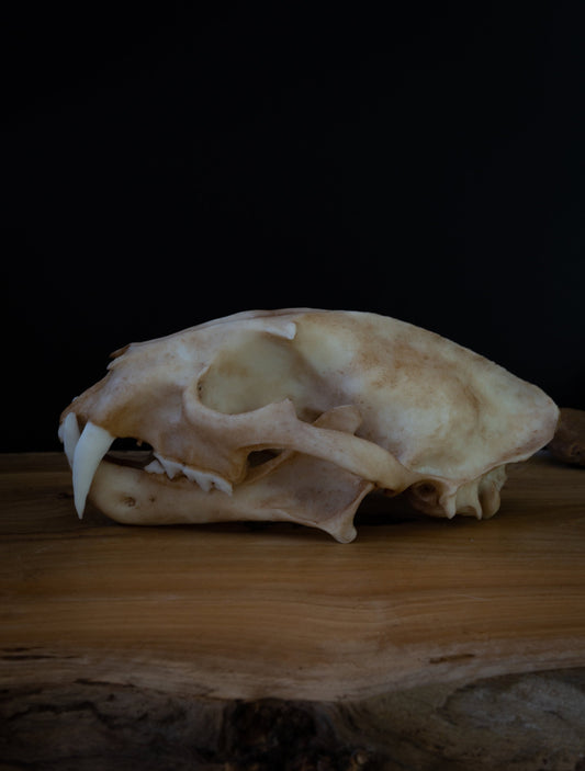 Clouded Leopard skull - life sized Skull - Replica - High Quality Piece - FREE delivery world wide!