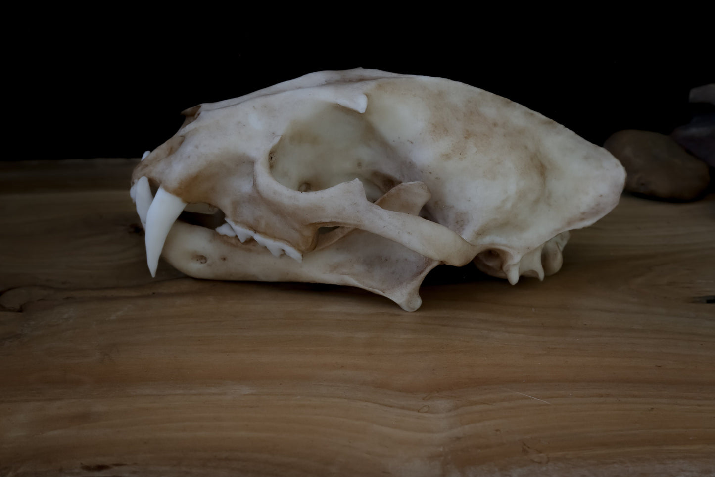 Clouded Leopard skull - life sized Skull - Replica - High Quality Piece - FREE delivery world wide!