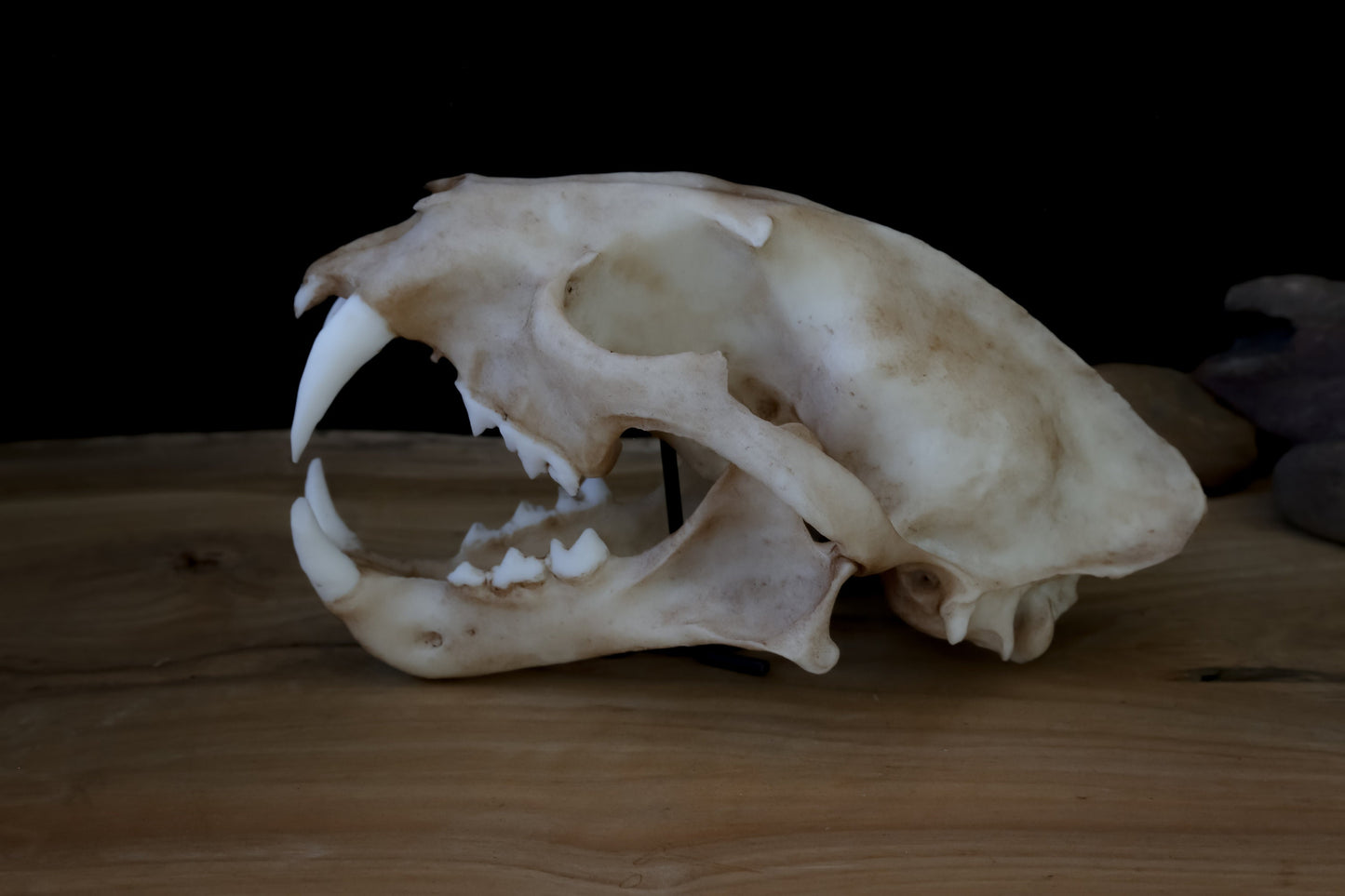 Clouded Leopard skull - life sized Skull - Replica - High Quality Piece - FREE delivery world wide!