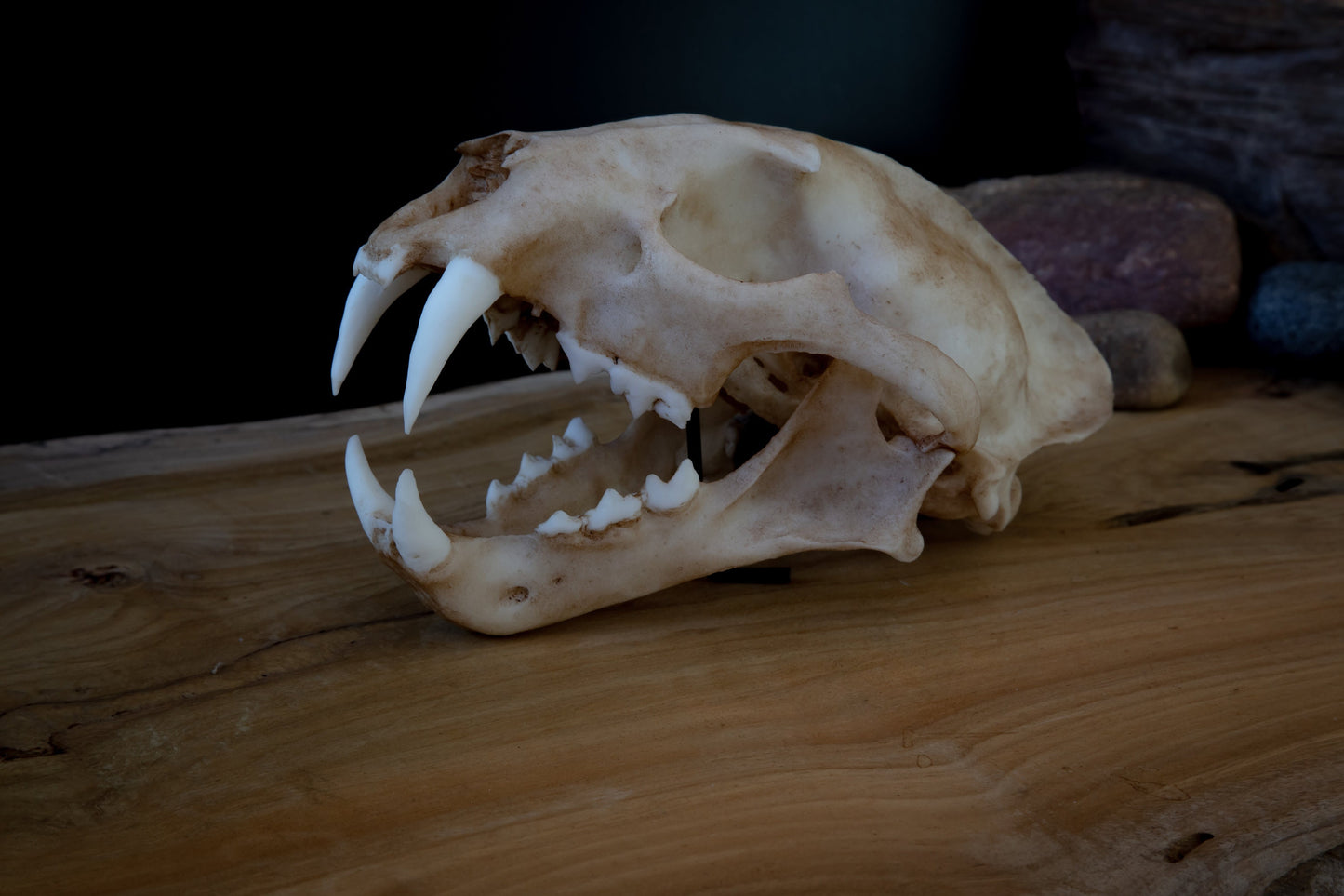 Clouded Leopard skull - life sized Skull - Replica - High Quality Piece - FREE delivery world wide!