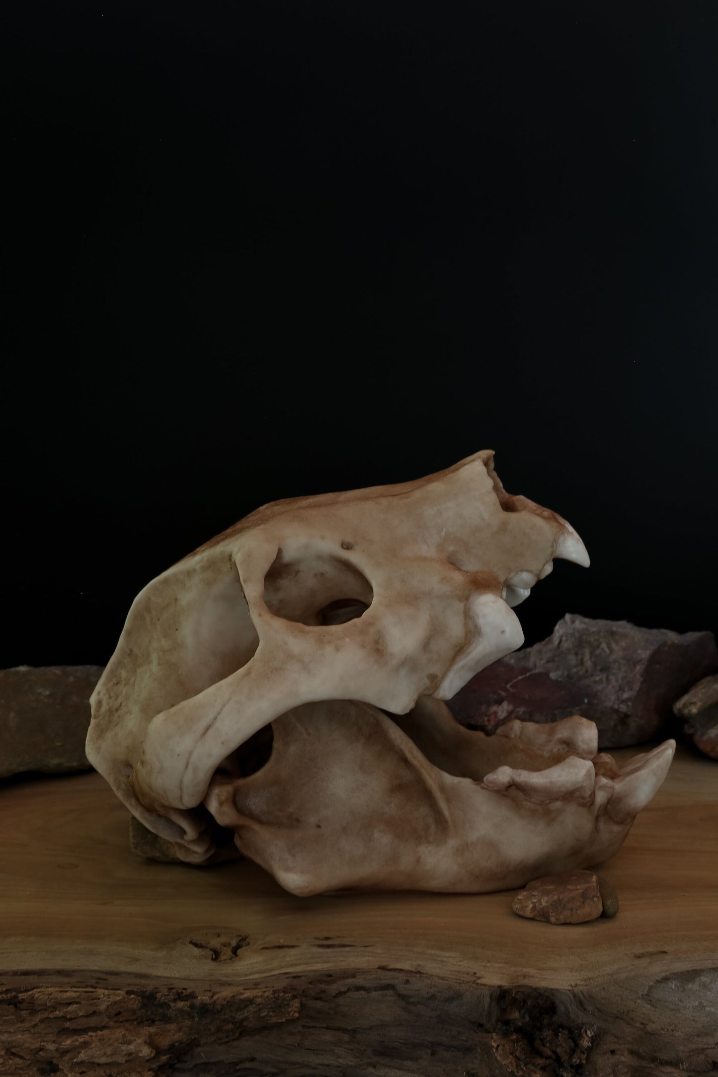 Thylacoleo Skull Replica – Australian Marsupial Lion