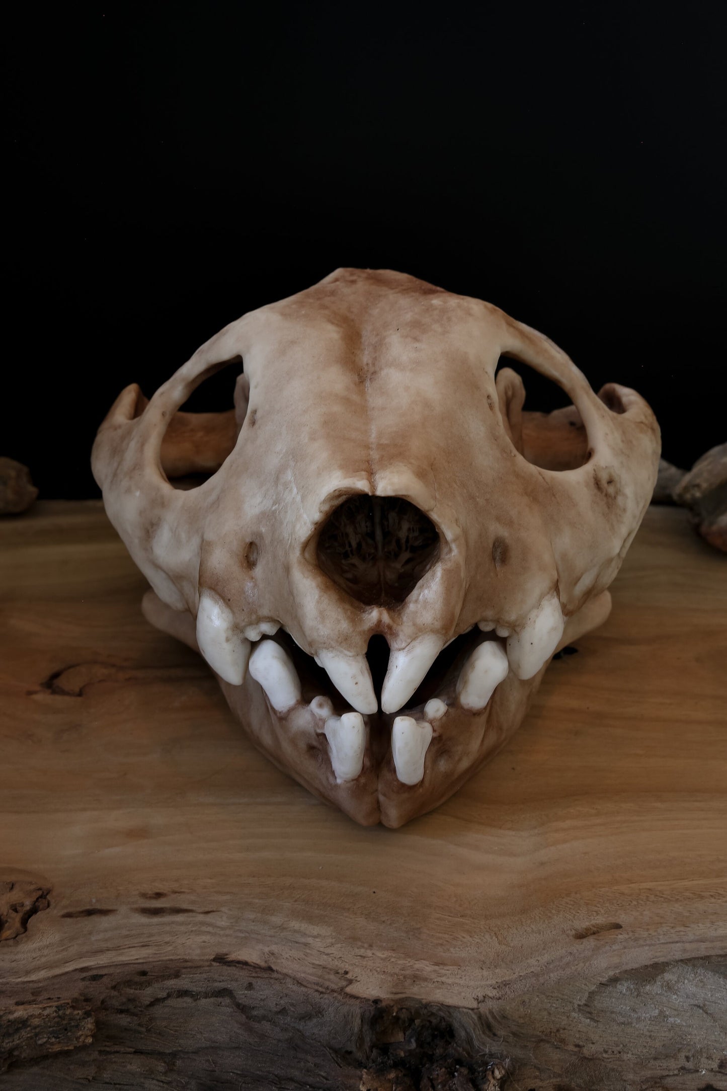 Thylacoleo Skull Replica – Australian Marsupial Lion