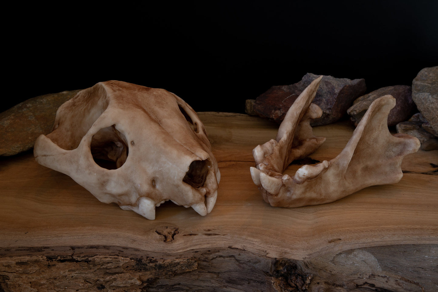 Thylacoleo Skull Replica – Australian Marsupial Lion