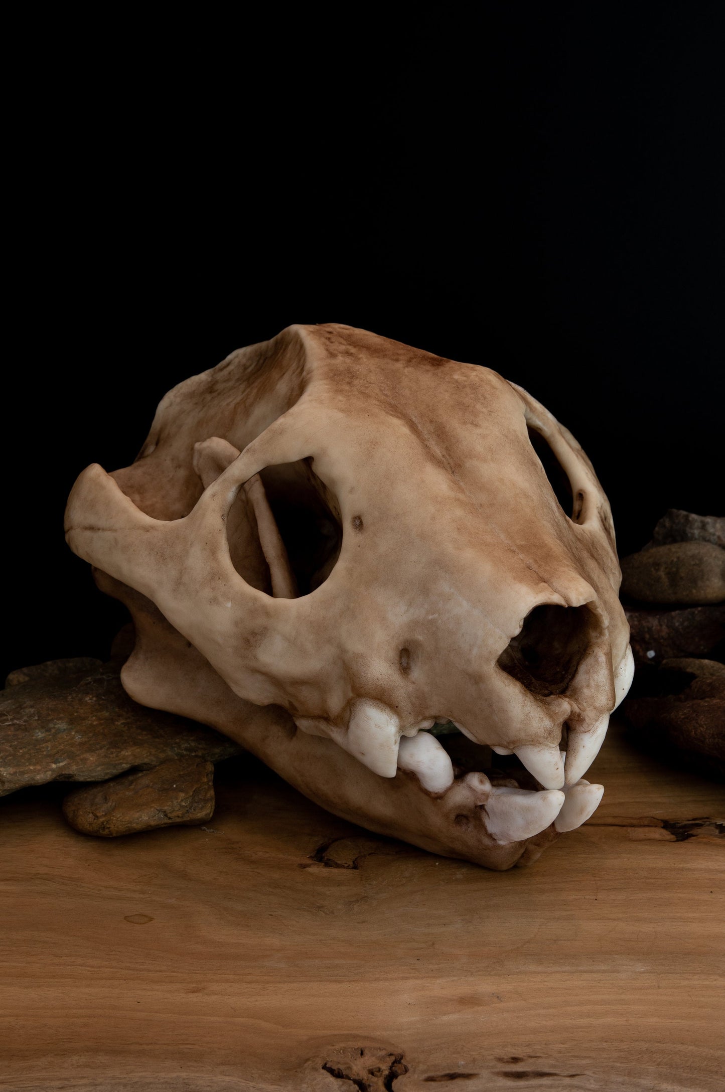 Thylacoleo Skull Replica – Australian Marsupial Lion