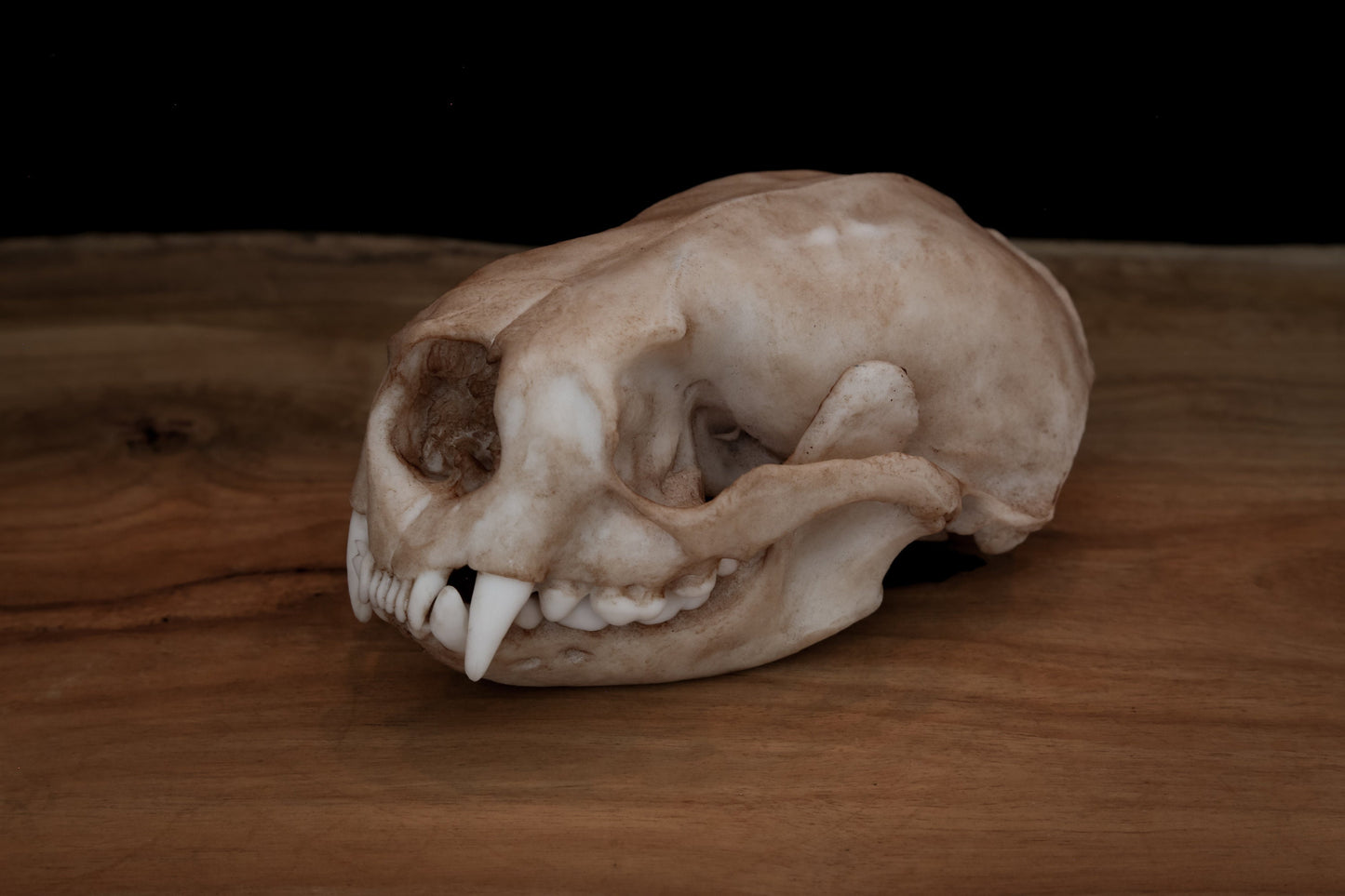 Sea Otter Skull Replica – Life-Sized Display Piece