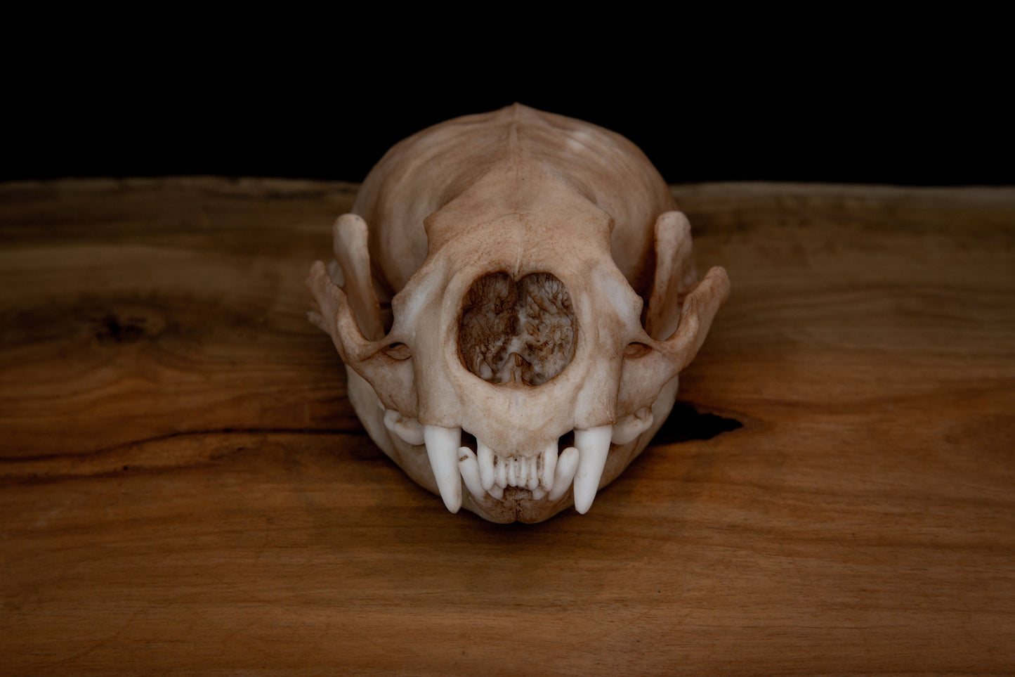 Sea Otter Skull Replica – Life-Sized Display Piece