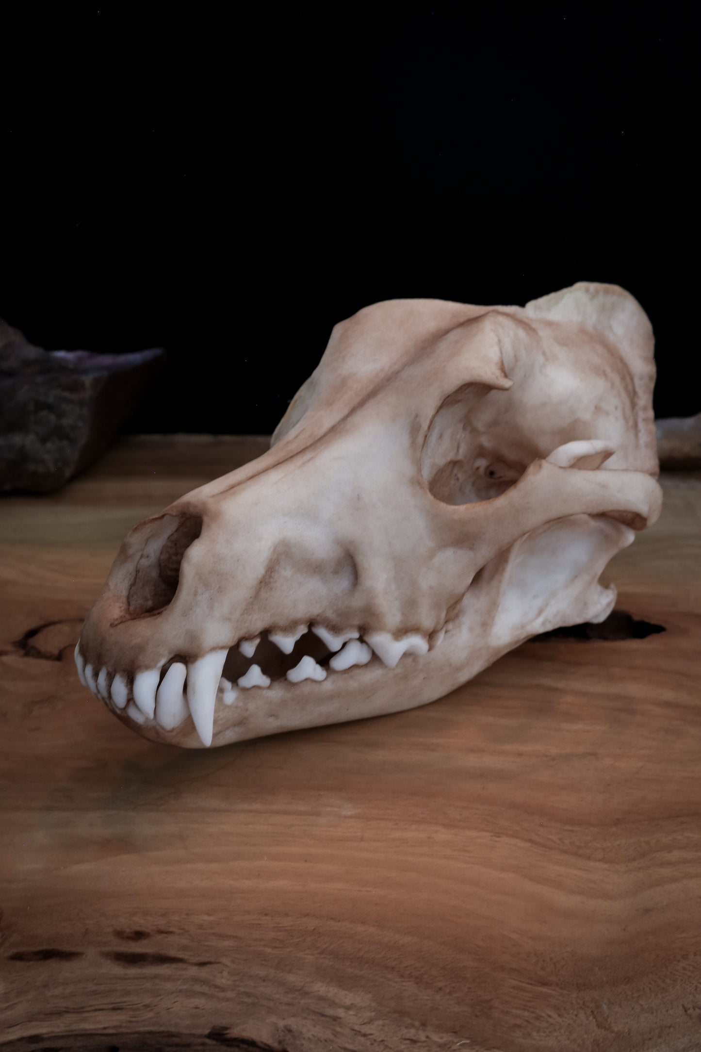 Dingo Skull Replica – Australian Wild Dog Display Piece