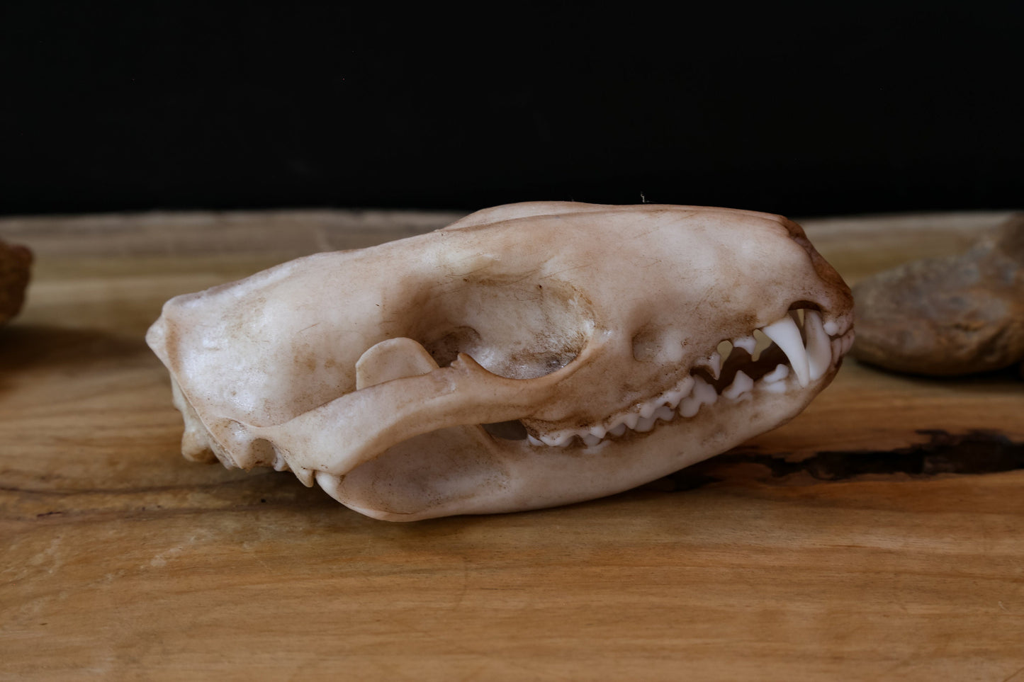 Quoll - Tiger Quoll - Life Sized Skull-Replica - High Quality Piece - FREE delivery world wide!