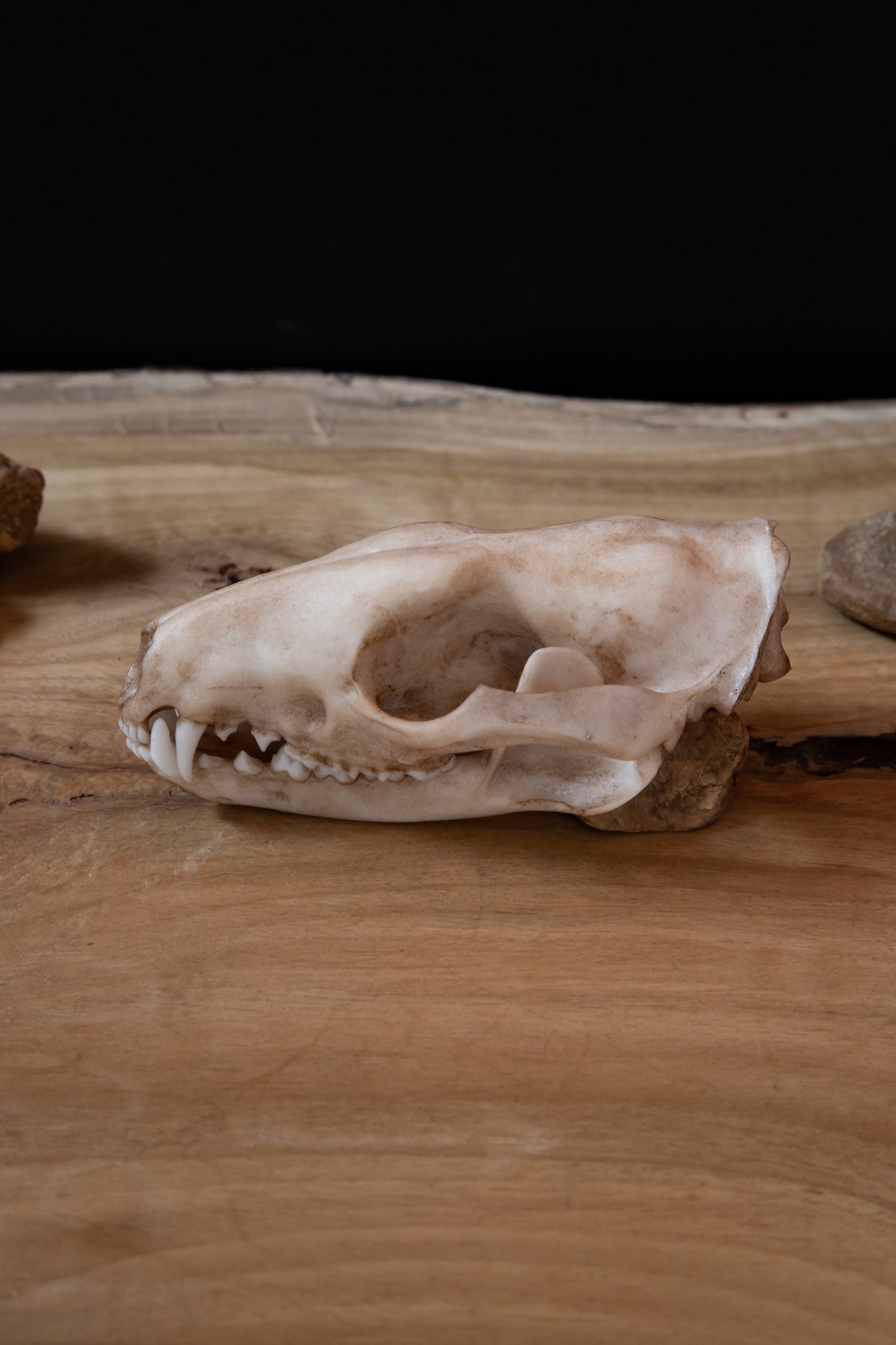 Quoll - Tiger Quoll - Life Sized Skull-Replica - High Quality Piece - FREE delivery world wide!