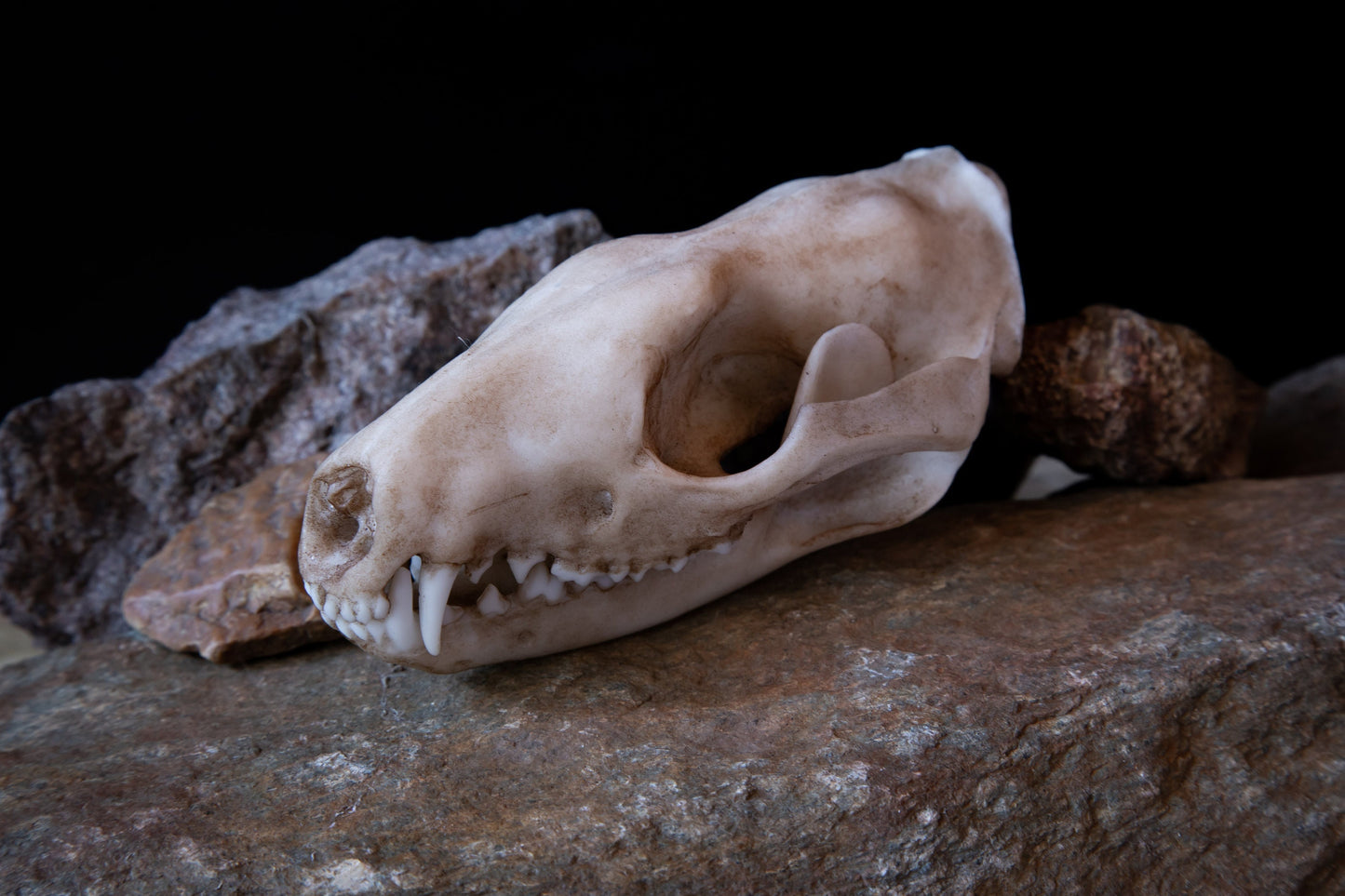Quoll - Tiger Quoll - Life Sized Skull-Replica - High Quality Piece - FREE delivery world wide!