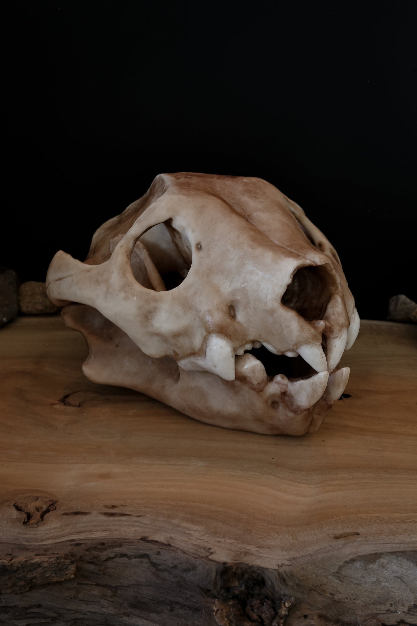 Thylacoleo Skull Replica – Australian Marsupial Lion