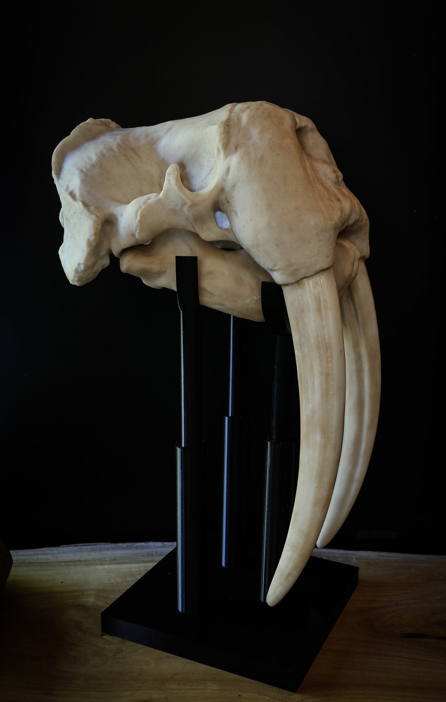 Walrus Skull-LARGE full sized Replica - Including display base - High Quality Piece - FREE delivery world wide!