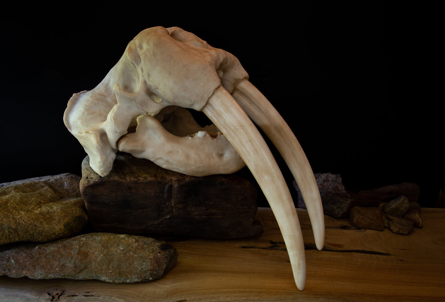 Walrus Skull-LARGE full sized Replica - Including display base - High Quality Piece - FREE delivery world wide!