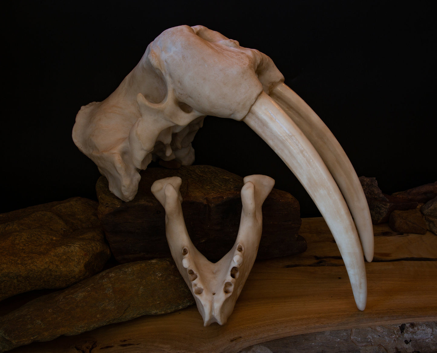 Walrus Skull-LARGE full sized Replica - Including display base - High Quality Piece - FREE delivery world wide!