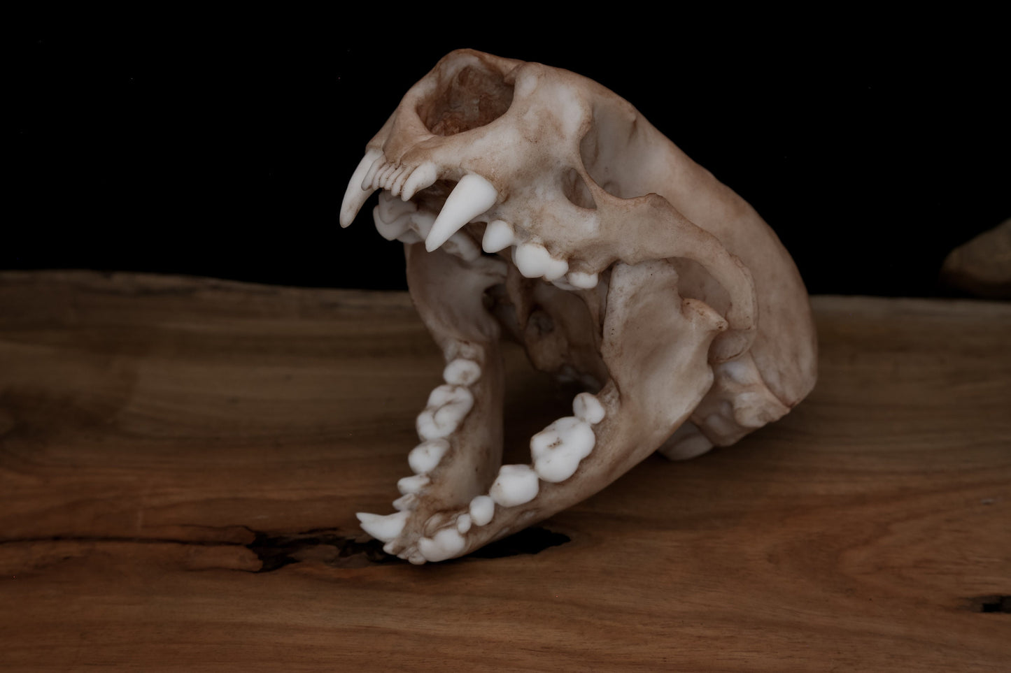 Sea Otter Skull Replica – Life-Sized Display Piece