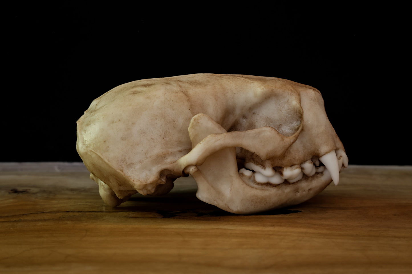 Sea Otter Skull Replica – Life-Sized Display Piece