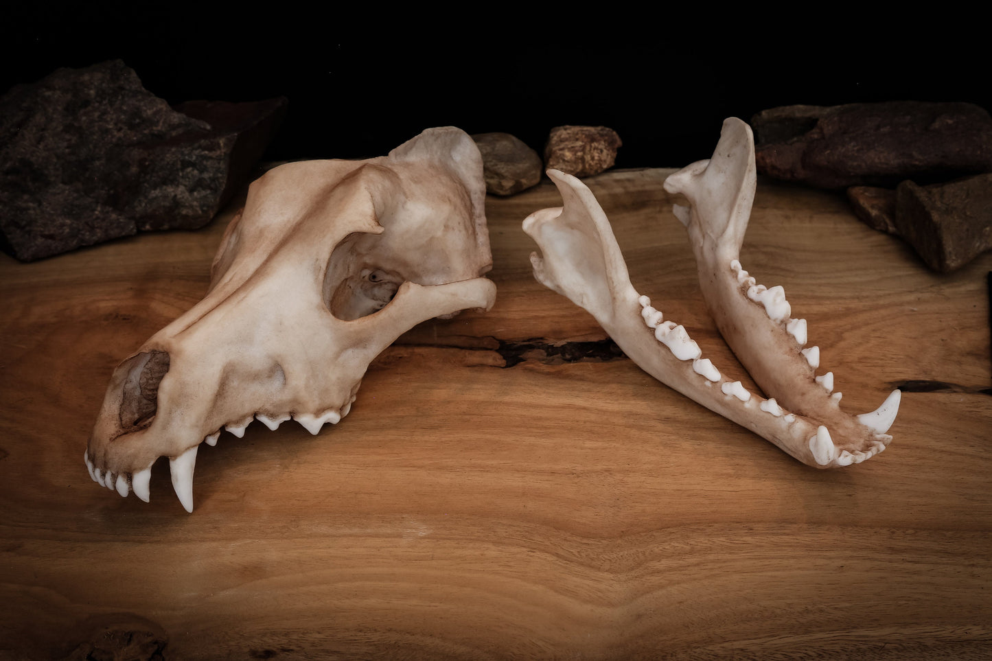 Dingo Skull Replica – Australian Wild Dog Display Piece
