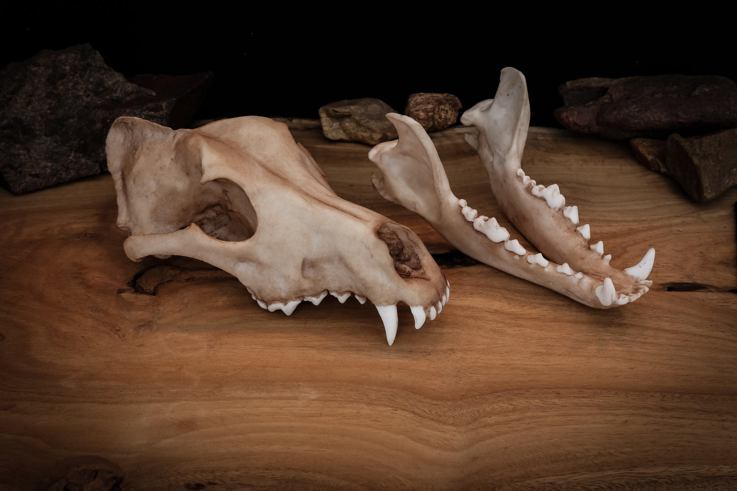 Dingo Skull Replica – Australian Wild Dog Display Piece
