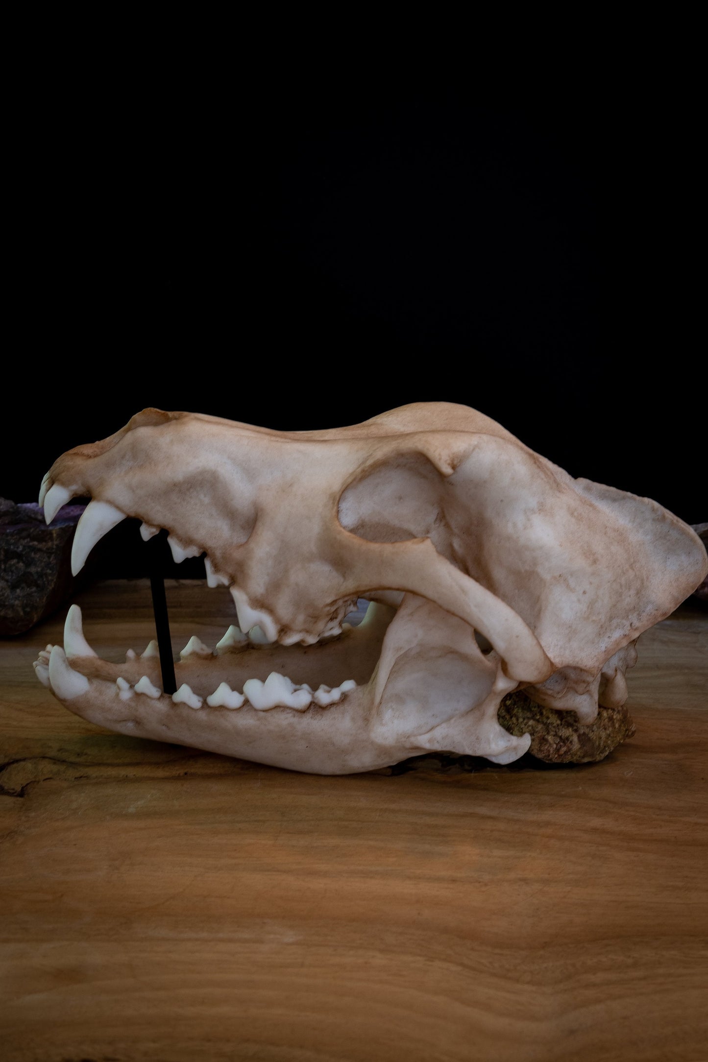 Dingo Skull Replica – Australian Wild Dog Display Piece