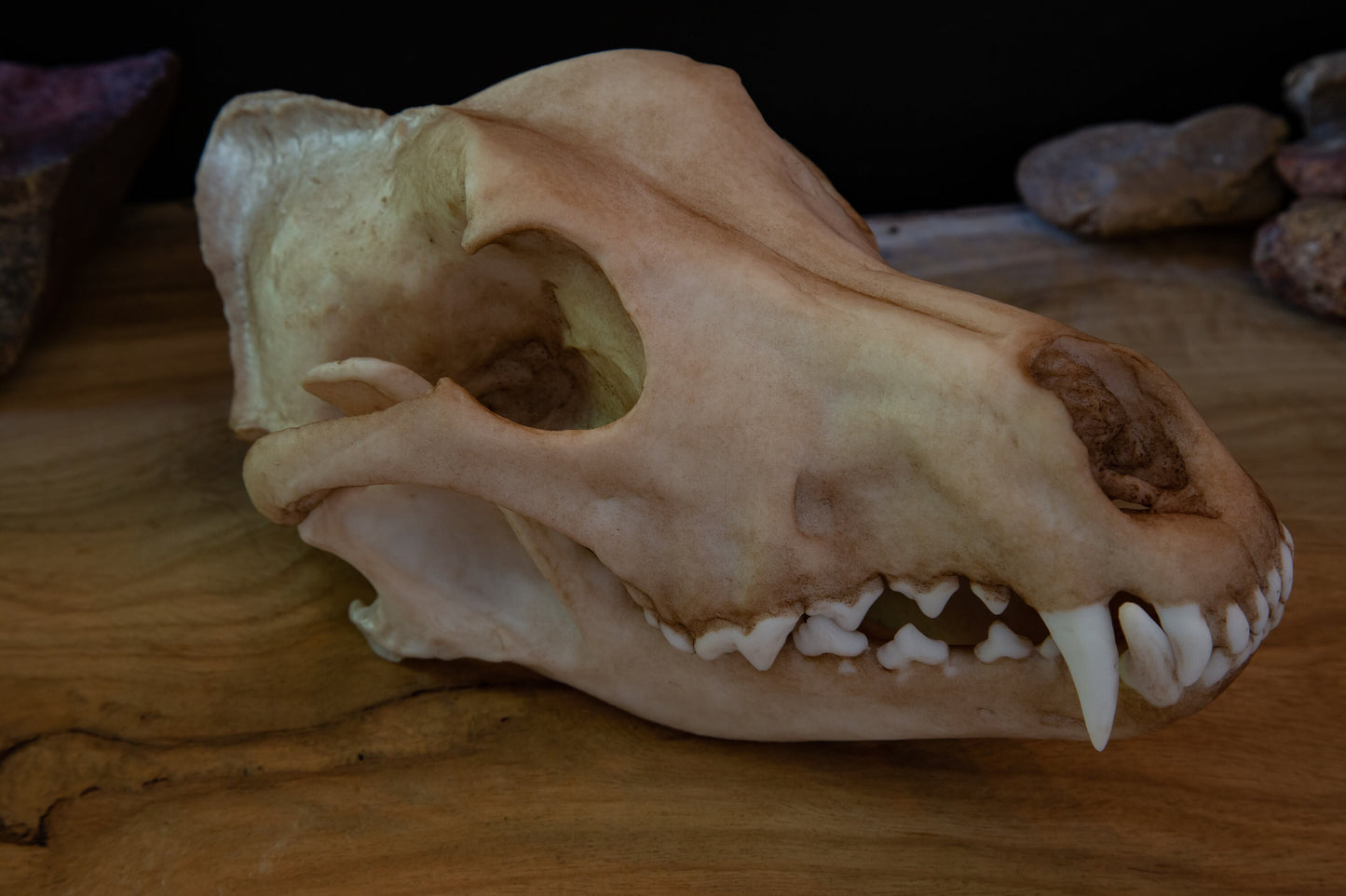 Dingo Skull Replica – Australian Wild Dog Display Piece