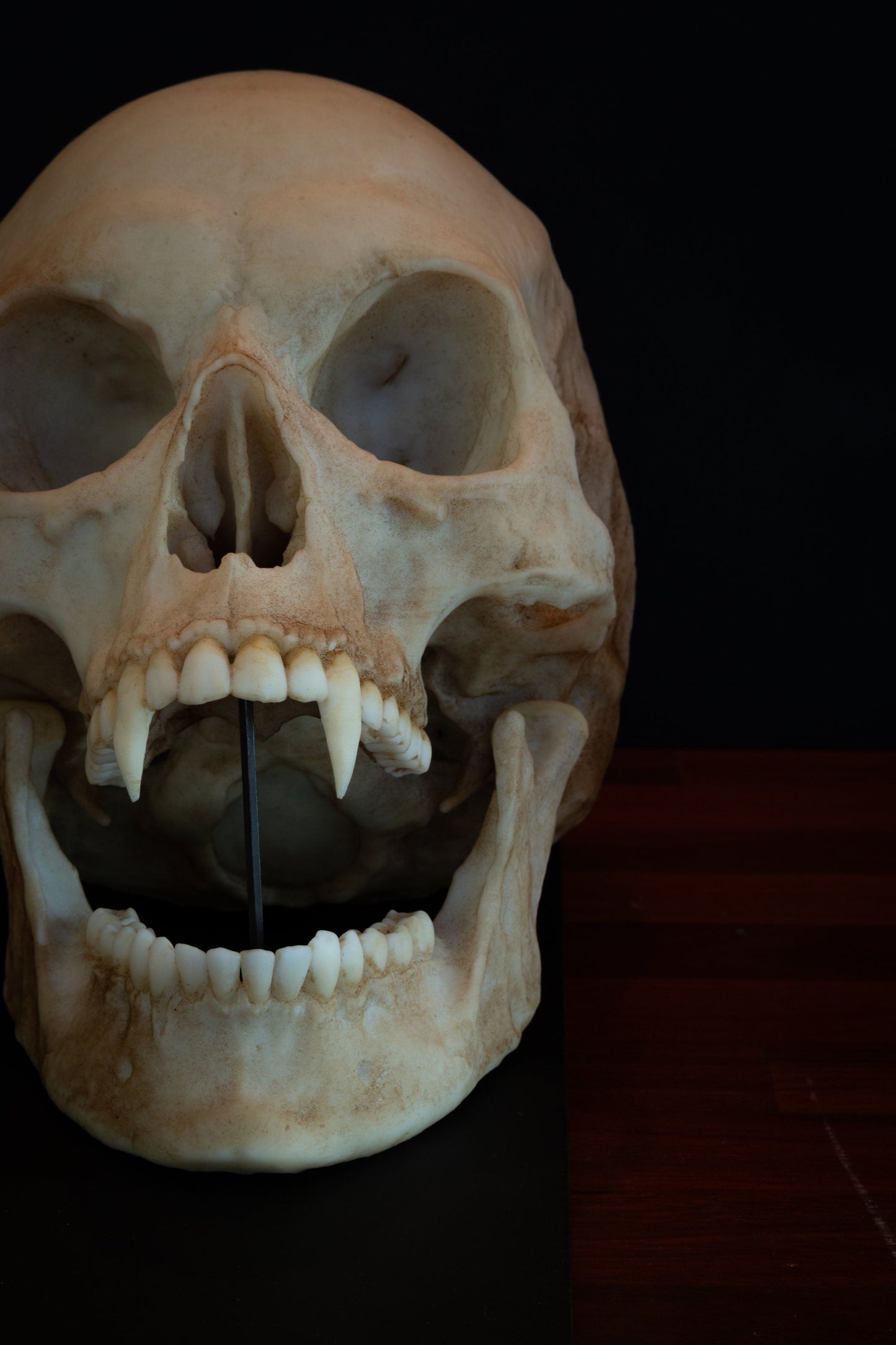 Vampire Skull - life sized - super detailed - Resin Printed High Quality Piece.