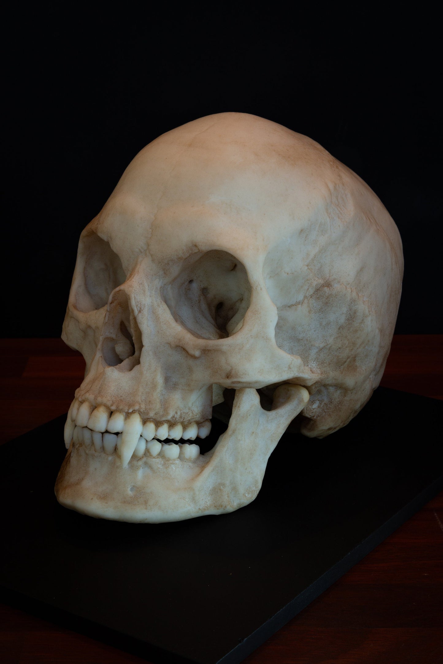 Vampire Skull - life sized - super detailed - Resin Printed High Quality Piece.