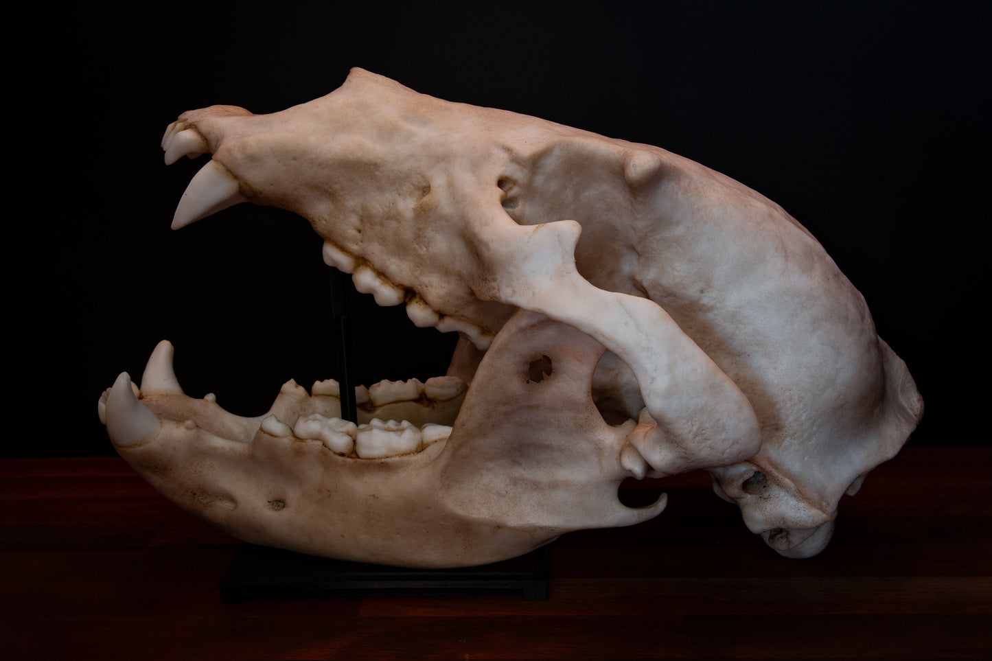 Grizzly Bear Skull Replica – Full-Sized Display Piece