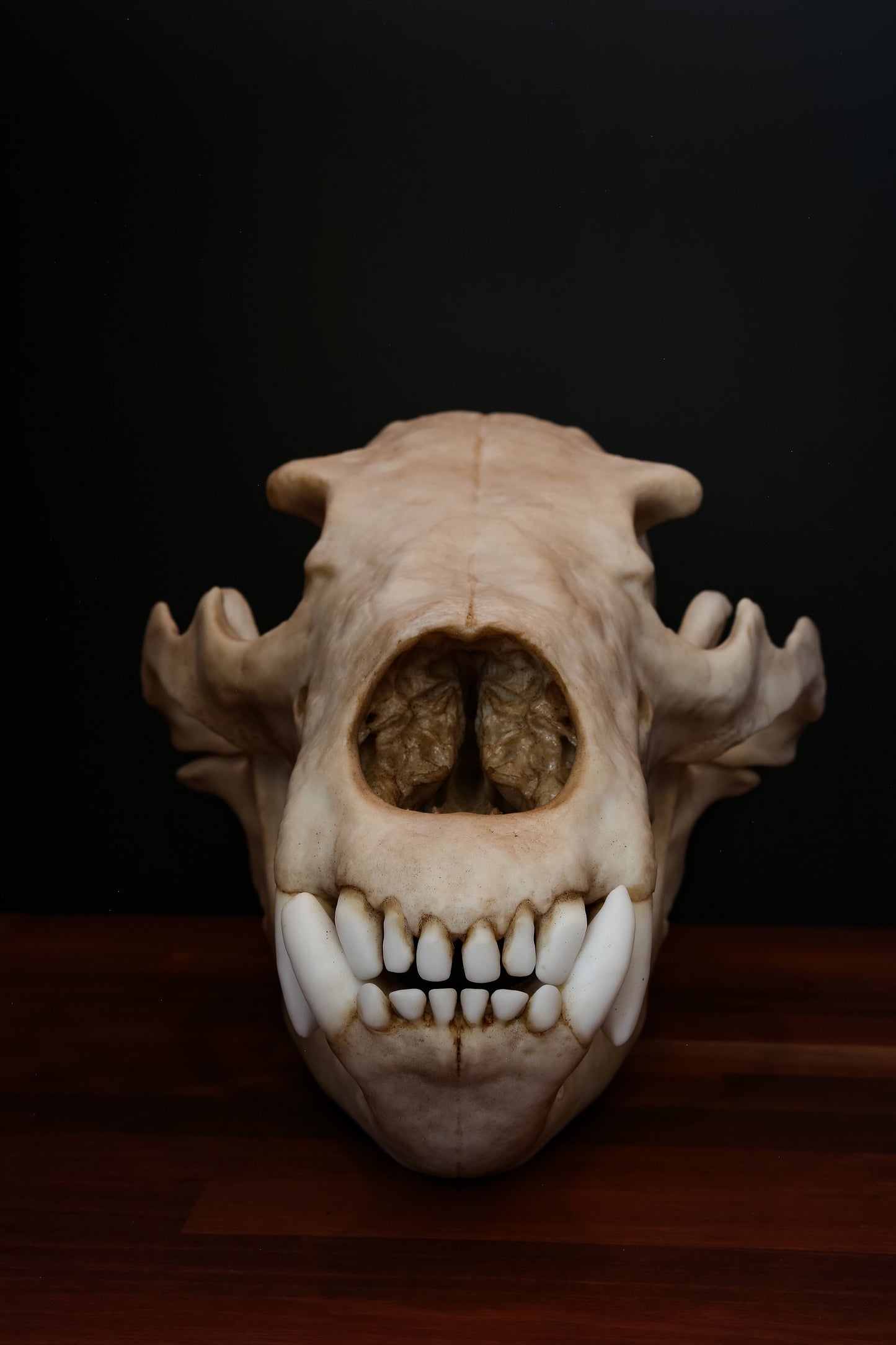 Grizzly Bear Skull Replica – Full-Sized Display Piece
