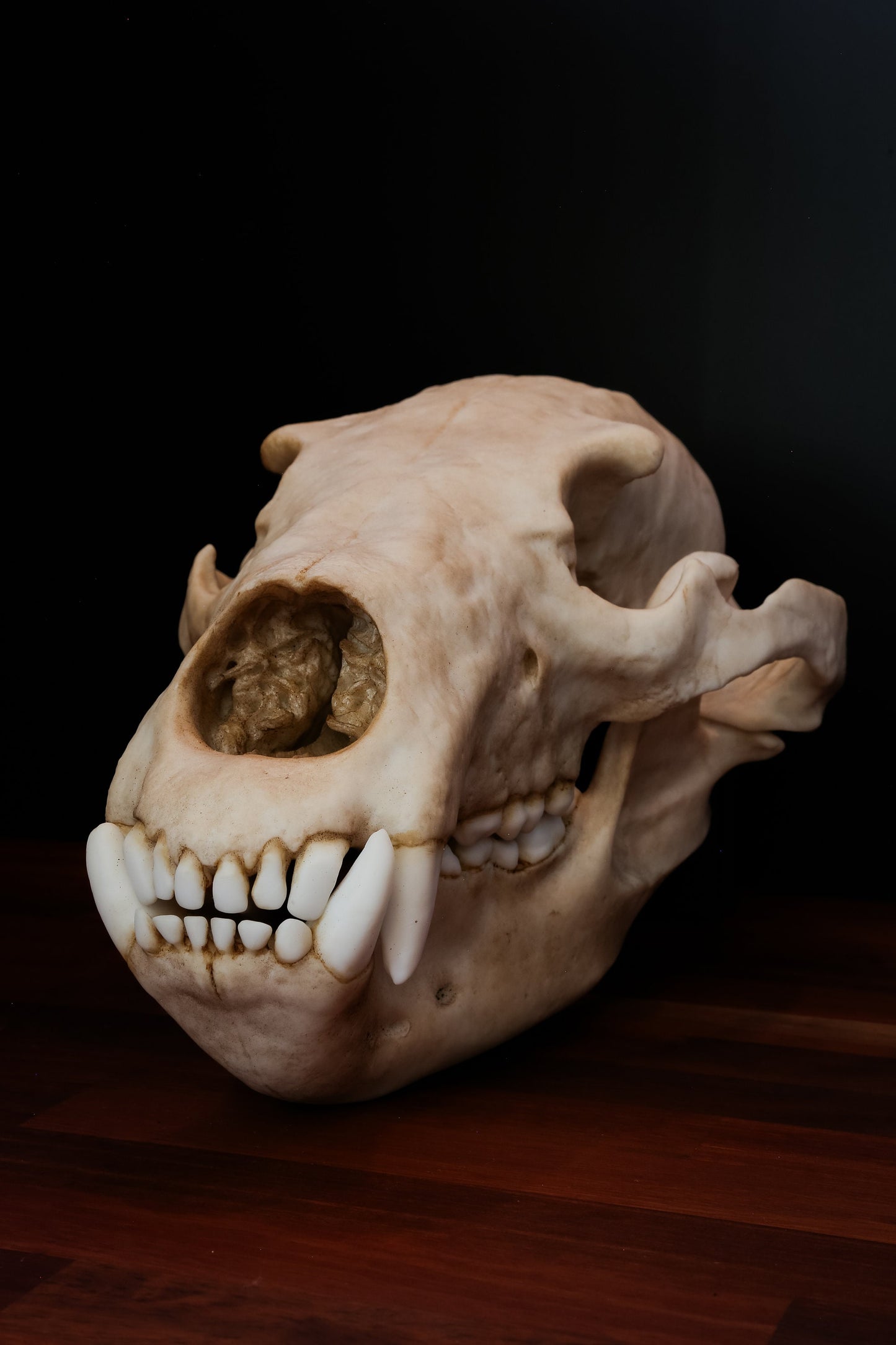 Grizzly Bear Skull Replica – Full-Sized Display Piece