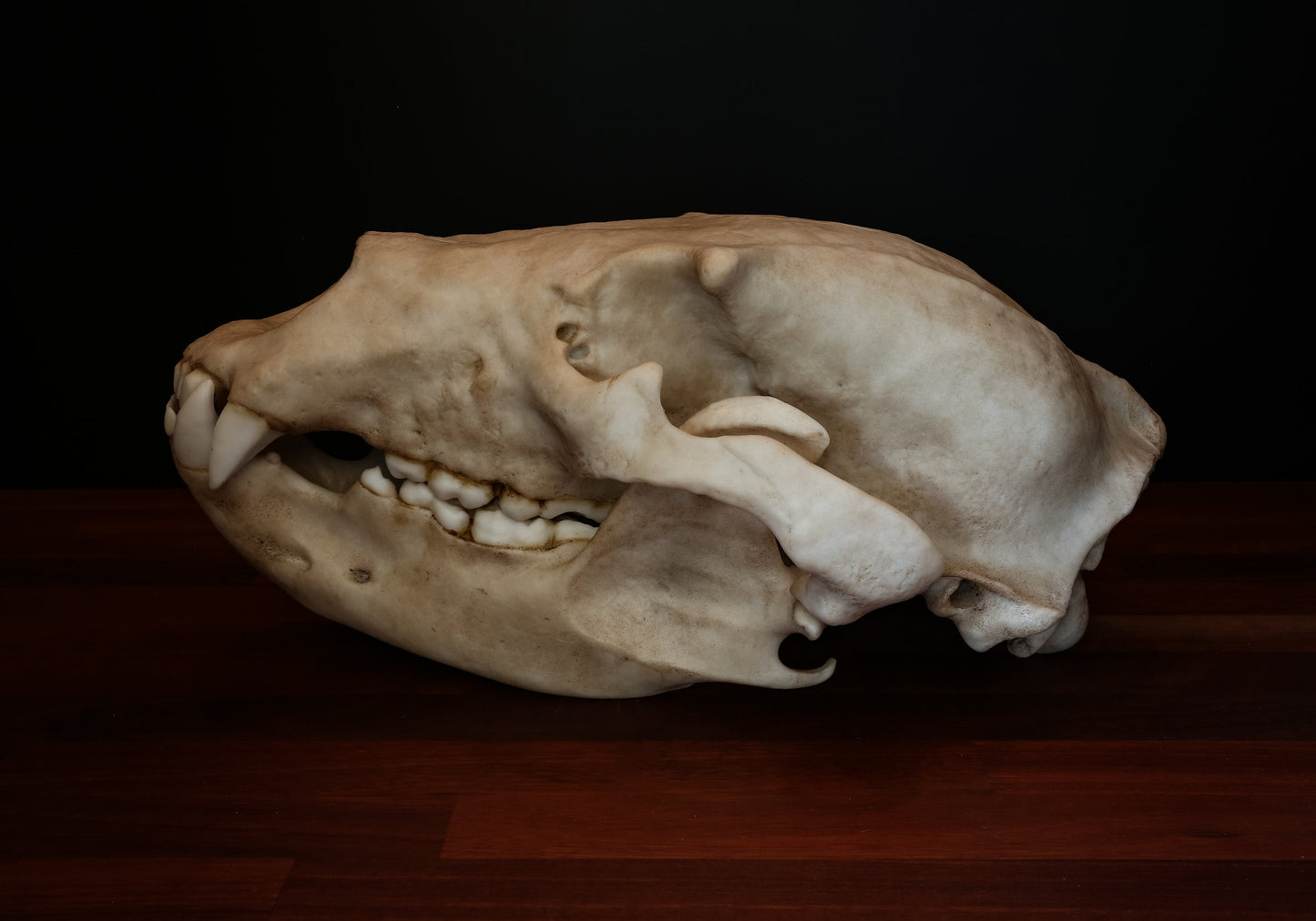 Grizzly Bear Skull Replica – Full-Sized Display Piece