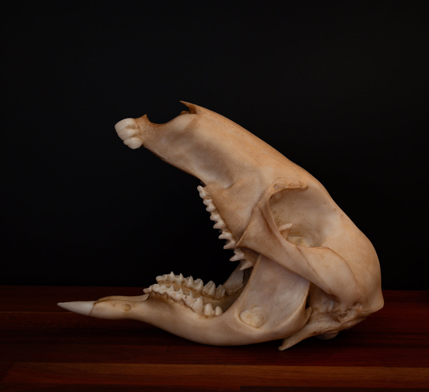 Kangaroo Skull Replica – Australian Wildlife Display Piece