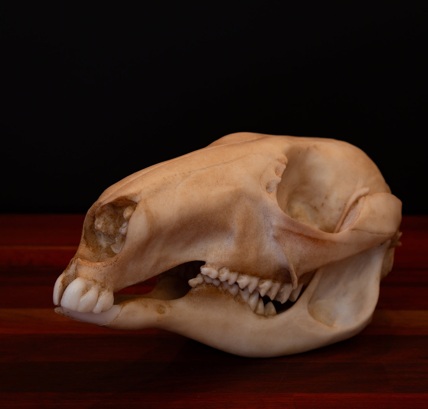 Kangaroo Skull Replica – Australian Wildlife Display Piece