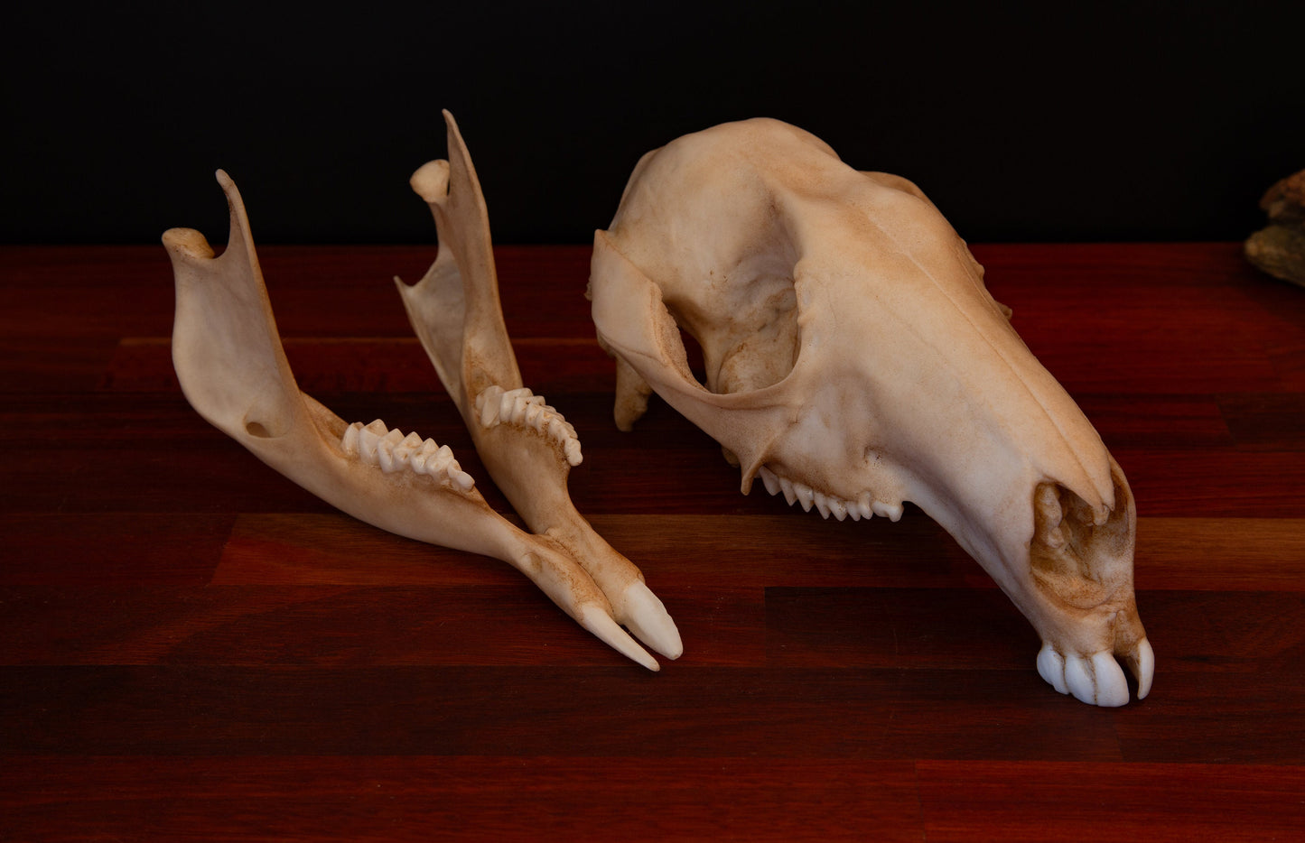 Kangaroo Skull Replica – Australian Wildlife Display Piece