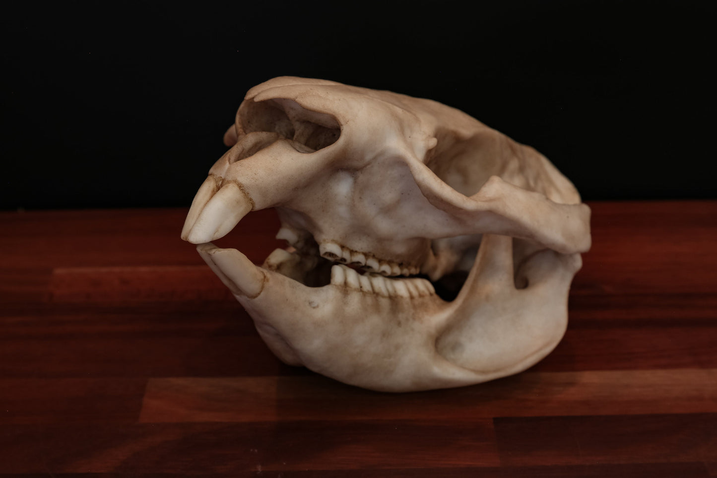 Wombat Skull - Life Sized Replica - High Quality Piece - FREE delivery world wide!