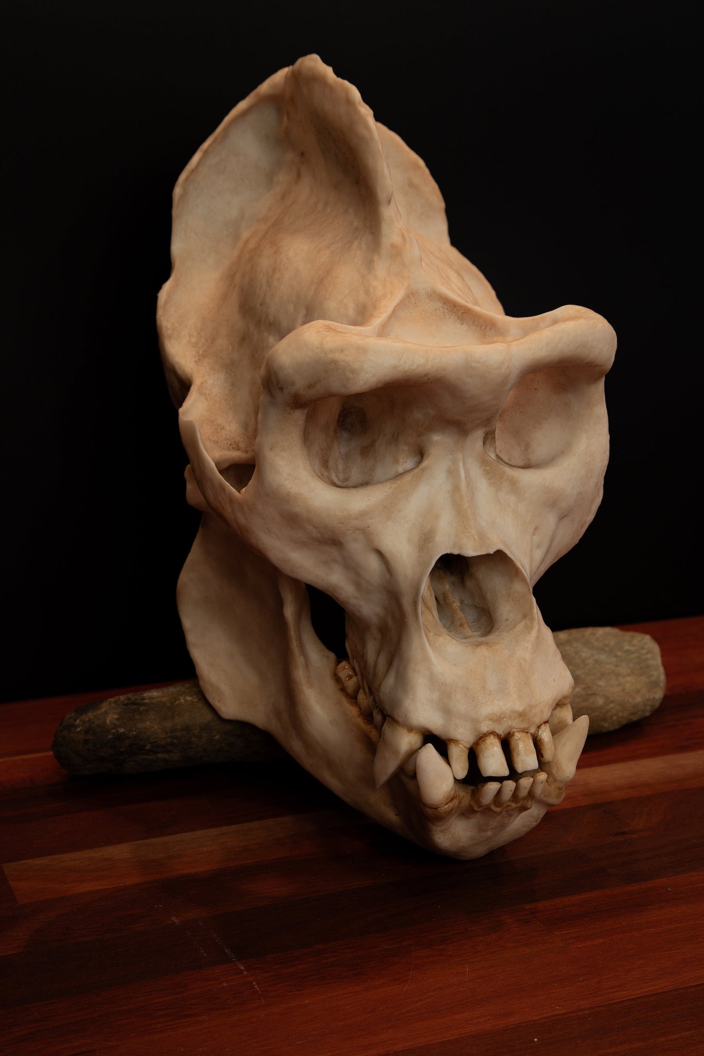 Male Gorilla Skull Replica – Large Life-Sized Display Piece