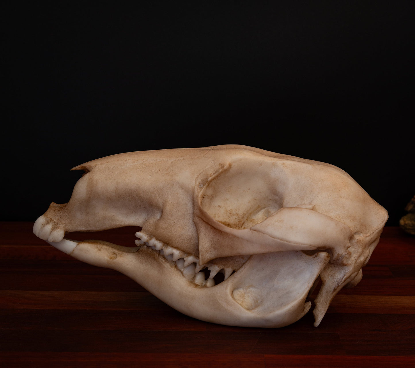 Kangaroo Skull Replica – Australian Wildlife Display Piece