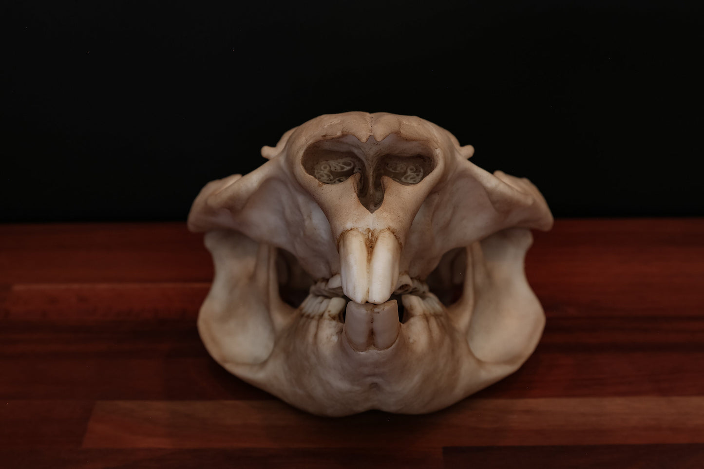 Wombat Skull - Life Sized Replica - High Quality Piece - FREE delivery world wide!