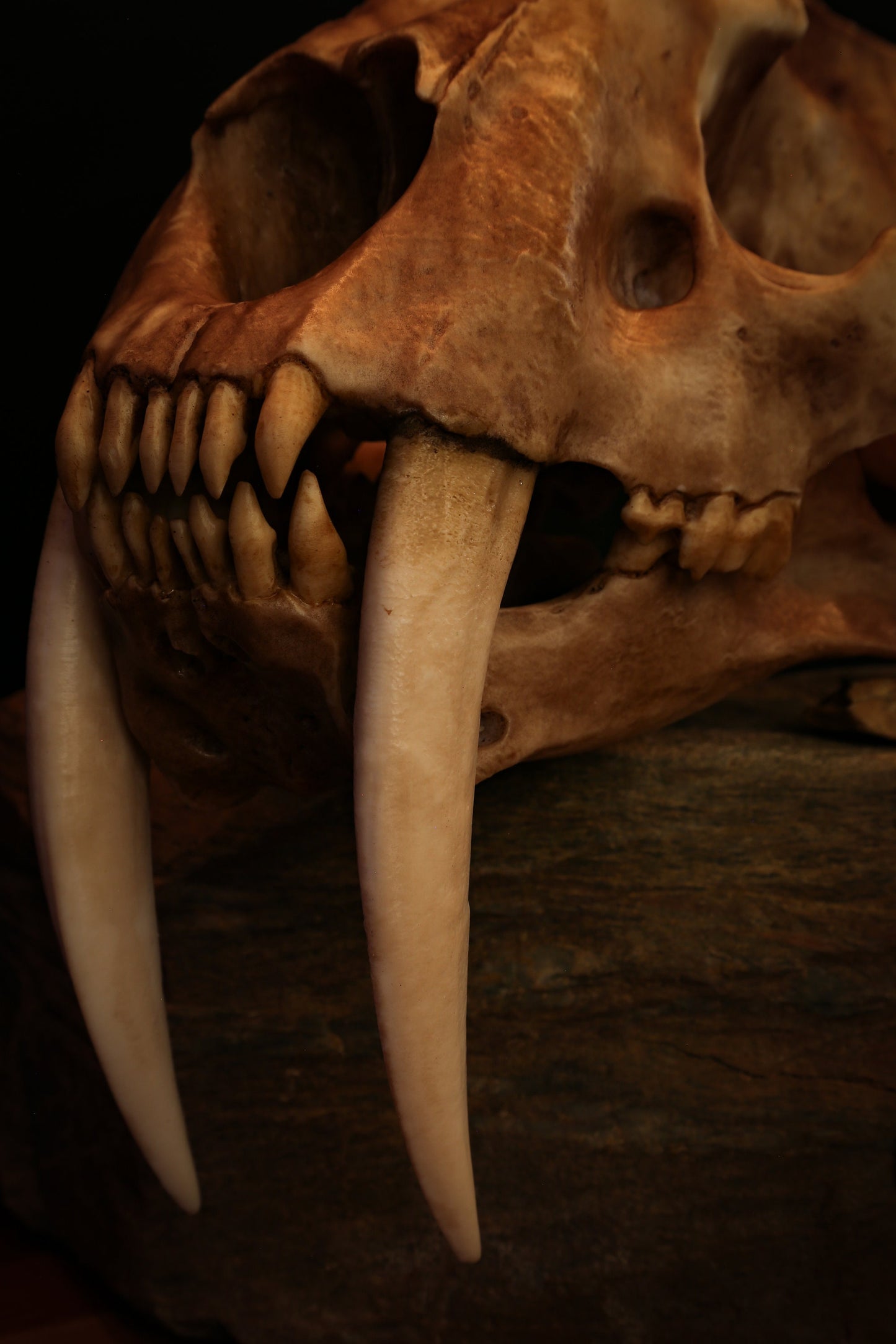 Sabertooth Cat Replica Skull (LARGE Full Sized) including display base - FREE delivery world wide.