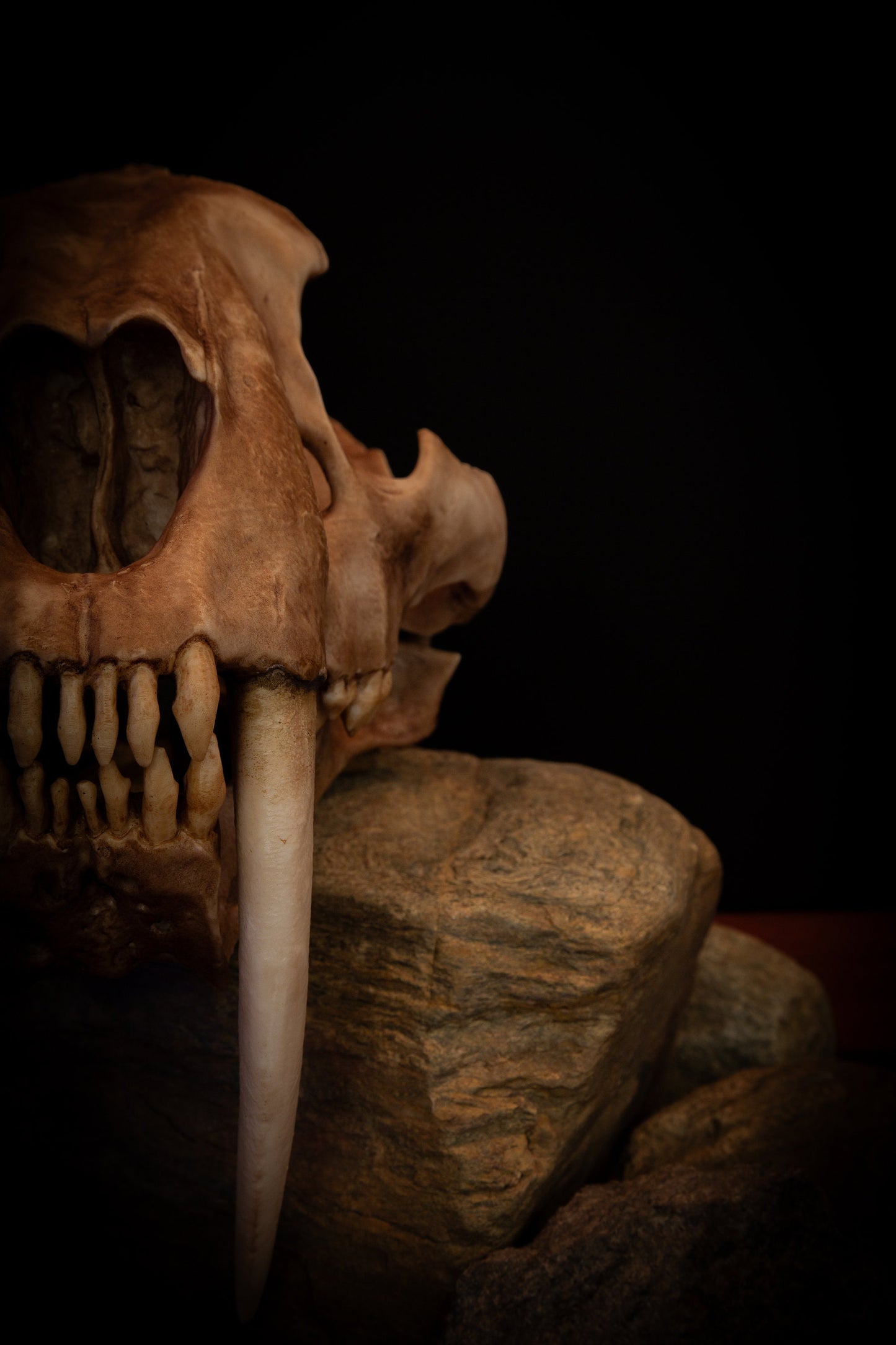 Sabertooth Cat Replica Skull (LARGE Full Sized) including display base - FREE delivery world wide.