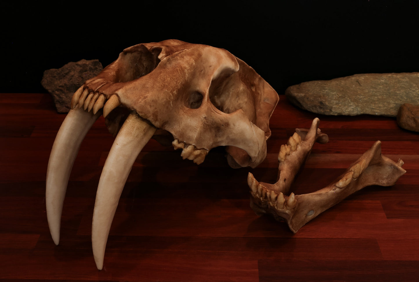Sabertooth Cat Replica Skull (LARGE Full Sized) including display base - FREE delivery world wide.