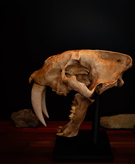 Sabertooth Cat Replica Skull (LARGE Full Sized) including display base - FREE delivery world wide.