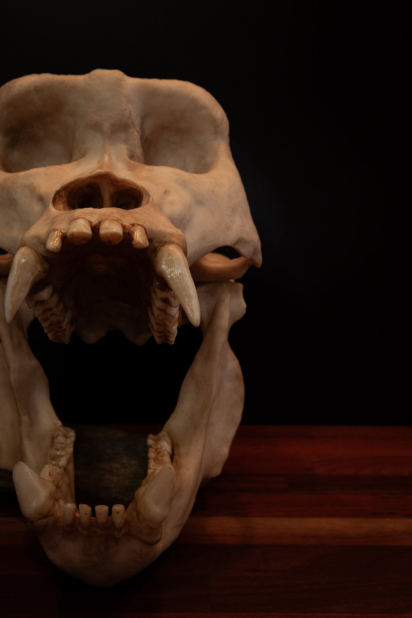 Male Gorilla Skull Replica – Large Life-Sized Display Piece