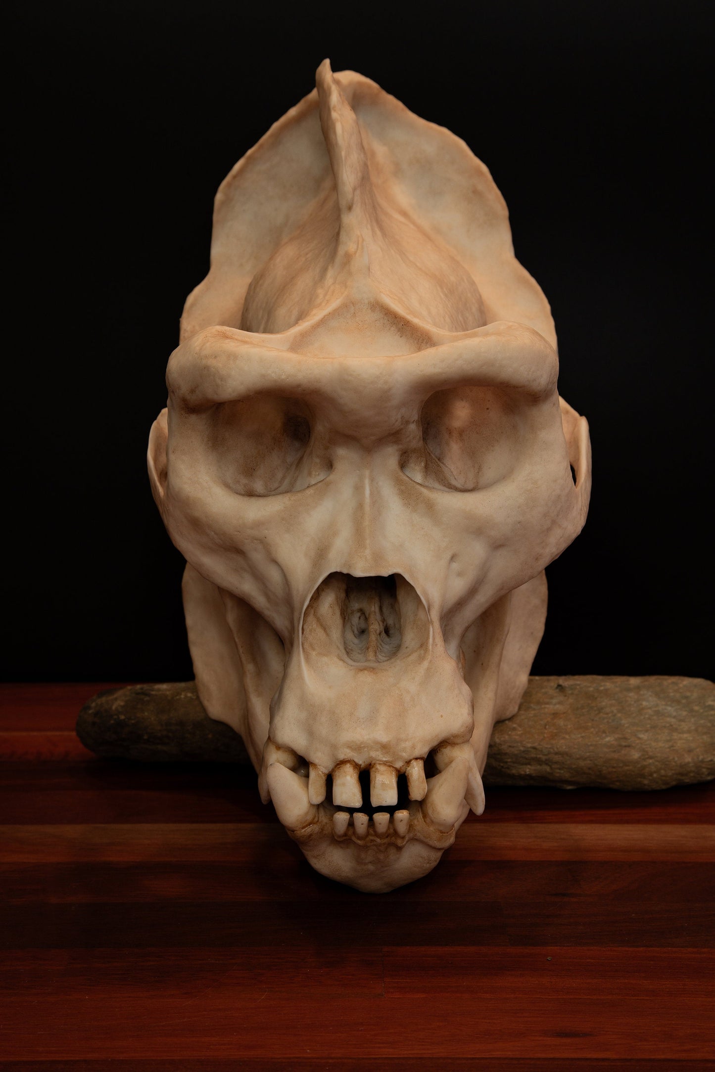 Male Gorilla Skull Replica – Large Life-Sized Display Piece