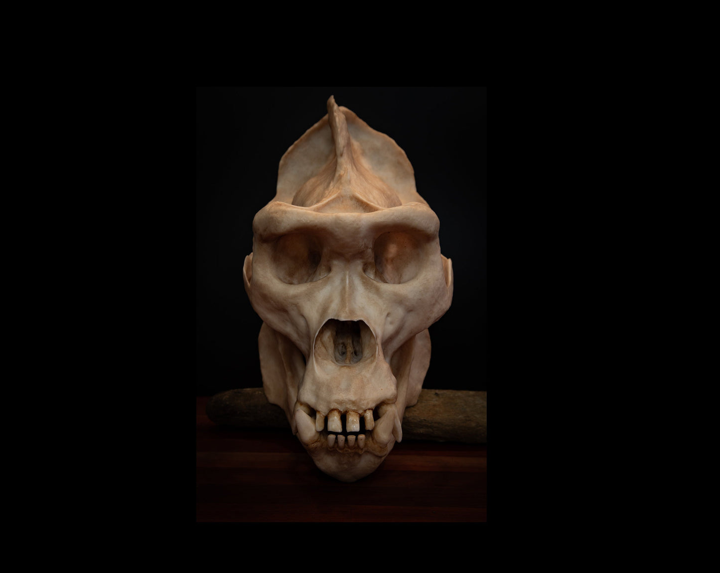 Male Gorilla Skull Replica – Large Life-Sized Display Piece